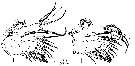 Espce Euchirella paulinae - Planche 9 de figures morphologiques