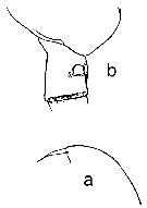Espce Amallothrix gracilis - Planche 8 de figures morphologiques