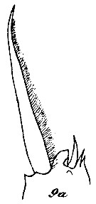 Espce Pseudoamallothrix emarginata - Planche 15 de figures morphologiques
