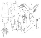 Espce Euaugaptilus facilis - Planche 1 de figures morphologiques