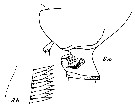 Espce Pseudoamallothrix emarginata - Planche 17 de figures morphologiques