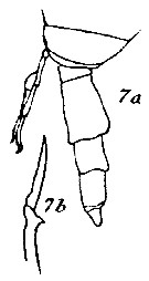 Espce Scaphocalanus brevicornis - Planche 5 de figures morphologiques
