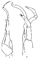 Espce Scaphocalanus brevicornis - Planche 4 de figures morphologiques