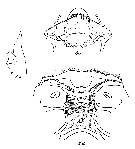 Espce Scaphocalanus magnus - Planche 19 de figures morphologiques