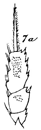 Espce Lophothrix frontalis - Planche 22 de figures morphologiques