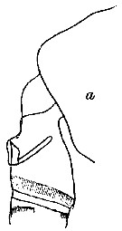 Espce Lophothrix frontalis - Planche 24 de figures morphologiques