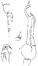 Espce Scottocalanus thori - Planche 8 de figures morphologiques