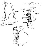 Espce Scottocalanus thori - Planche 7 de figures morphologiques