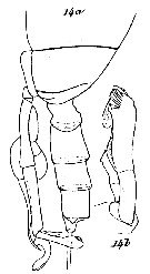 Espce Scottocalanus thori - Planche 9 de figures morphologiques