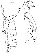 Espce Scottocalanus securifrons - Planche 17 de figures morphologiques
