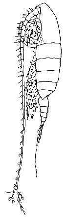 Espce Megacalanus princeps - Planche 13 de figures morphologiques