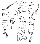 Espce Anomalocera opalus - Planche 7 de figures morphologiques