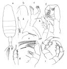 Espce Euaugaptilus bullifer - Planche 1 de figures morphologiques