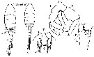 Espce Eurytemora americana - Planche 5 de figures morphologiques