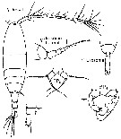 Espce Acartia (Acartiura) longiremis - Planche 10 de figures morphologiques