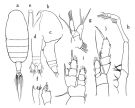 Espce Euaugaptilus longimanus - Planche 1 de figures morphologiques