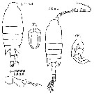 Espce Candacia armata - Planche 6 de figures morphologiques