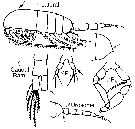 Espce Metridia lucens - Planche 12 de figures morphologiques