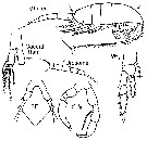 Espce Metridia longa - Planche 5 de figures morphologiques