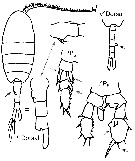 Espce Isias clavipes - Planche 3 de figures morphologiques