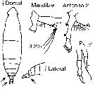 Espce Eucalanus hyalinus - Planche 22 de figures morphologiques