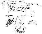 Espce Cornucalanus chelifer - Planche 11 de figures morphologiques