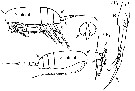 Espce Scolecithricella minor - Planche 18 de figures morphologiques