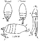 Espce Scolecithrix danae - Planche 25 de figures morphologiques