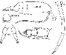 Espce Clausocalanus arcuicornis - Planche 18 de figures morphologiques