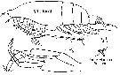 Espce Euchirella curticauda - Planche 22 de figures morphologiques