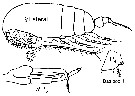 Espce Euchirella rostrata - Planche 36 de figures morphologiques