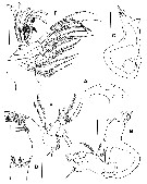 Espce Byrathis arnei - Planche 2 de figures morphologiques