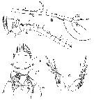Espce Byrathis arnei - Planche 4 de figures morphologiques
