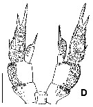 Espce Byrathis arnei - Planche 5 de figures morphologiques