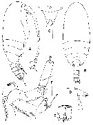 Espce Paraxantharus brittae - Planche 1 de figures morphologiques