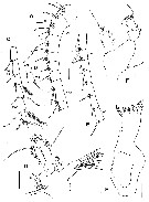 Espce Paraxantharus brittae - Planche 2 de figures morphologiques
