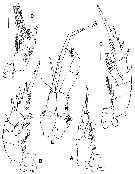 Espce Paraxantharus brittae - Planche 4 de figures morphologiques