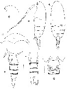 Espce Byrathis divae - Planche 1 de figures morphologiques