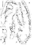 Espce Byrathis divae - Planche 2 de figures morphologiques