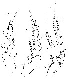 Espce Byrathis divae - Planche 4 de figures morphologiques