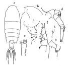 Espce Euchirella bella - Planche 2 de figures morphologiques