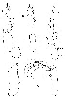 Espce Byrathis arnei - Planche 8 de figures morphologiques