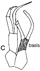 Espce Parundinella emarginata - Planche 3 de figures morphologiques