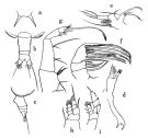 Espce Centraugaptilus rattrayi - Planche 1 de figures morphologiques