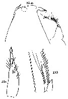 Espce Cornucalanus chelifer - Planche 12 de figures morphologiques