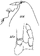 Espce Cornucalanus chelifer - Planche 15 de figures morphologiques