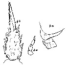 Espce Cornucalanus chelifer - Planche 14 de figures morphologiques