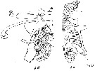 Espce Cornucalanus chelifer - Planche 13 de figures morphologiques
