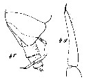 Espce Cornucalanus chelifer - Planche 16 de figures morphologiques