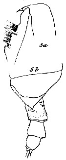 Espce Onchocalanus trigoniceps - Planche 11 de figures morphologiques